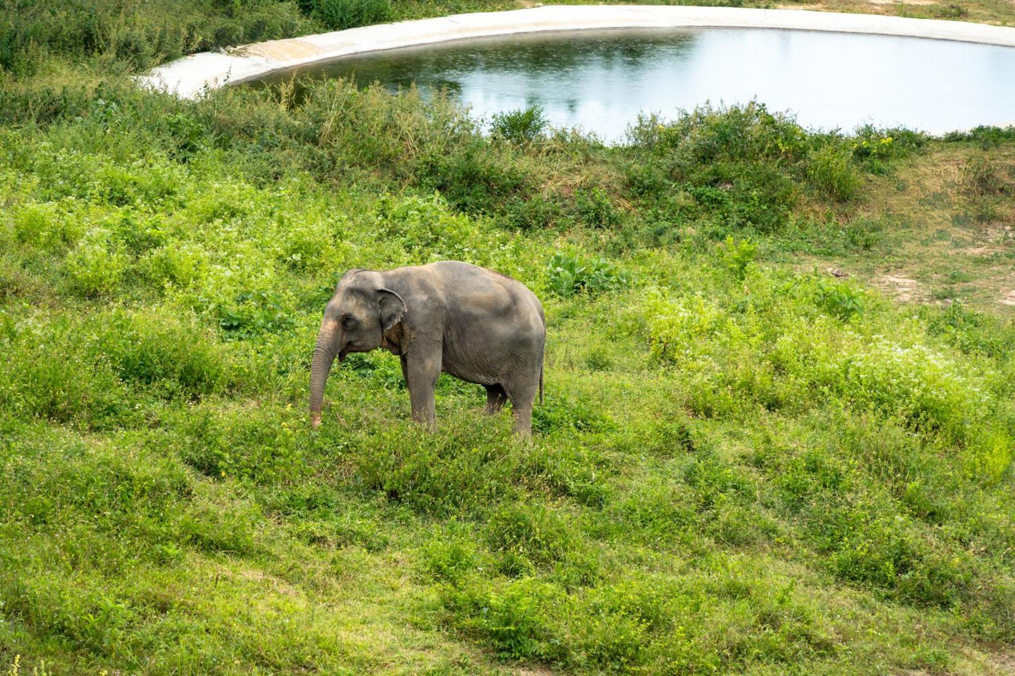 Wild Cottages Elephant Sanctuary Resort Amphoe Koksamui Exteriör bild