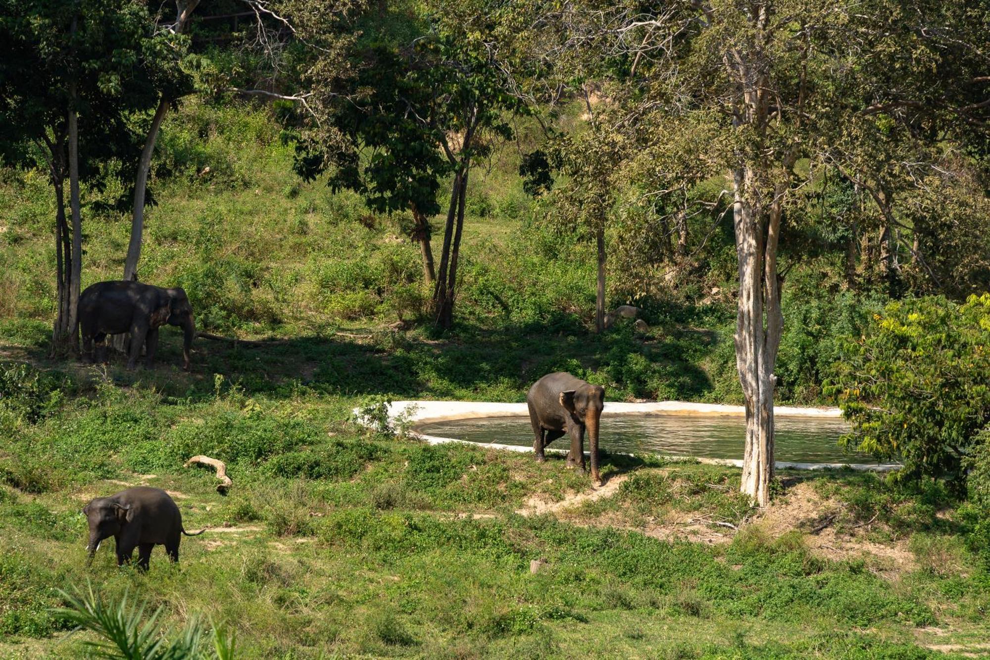 Wild Cottages Elephant Sanctuary Resort Amphoe Koksamui Exteriör bild