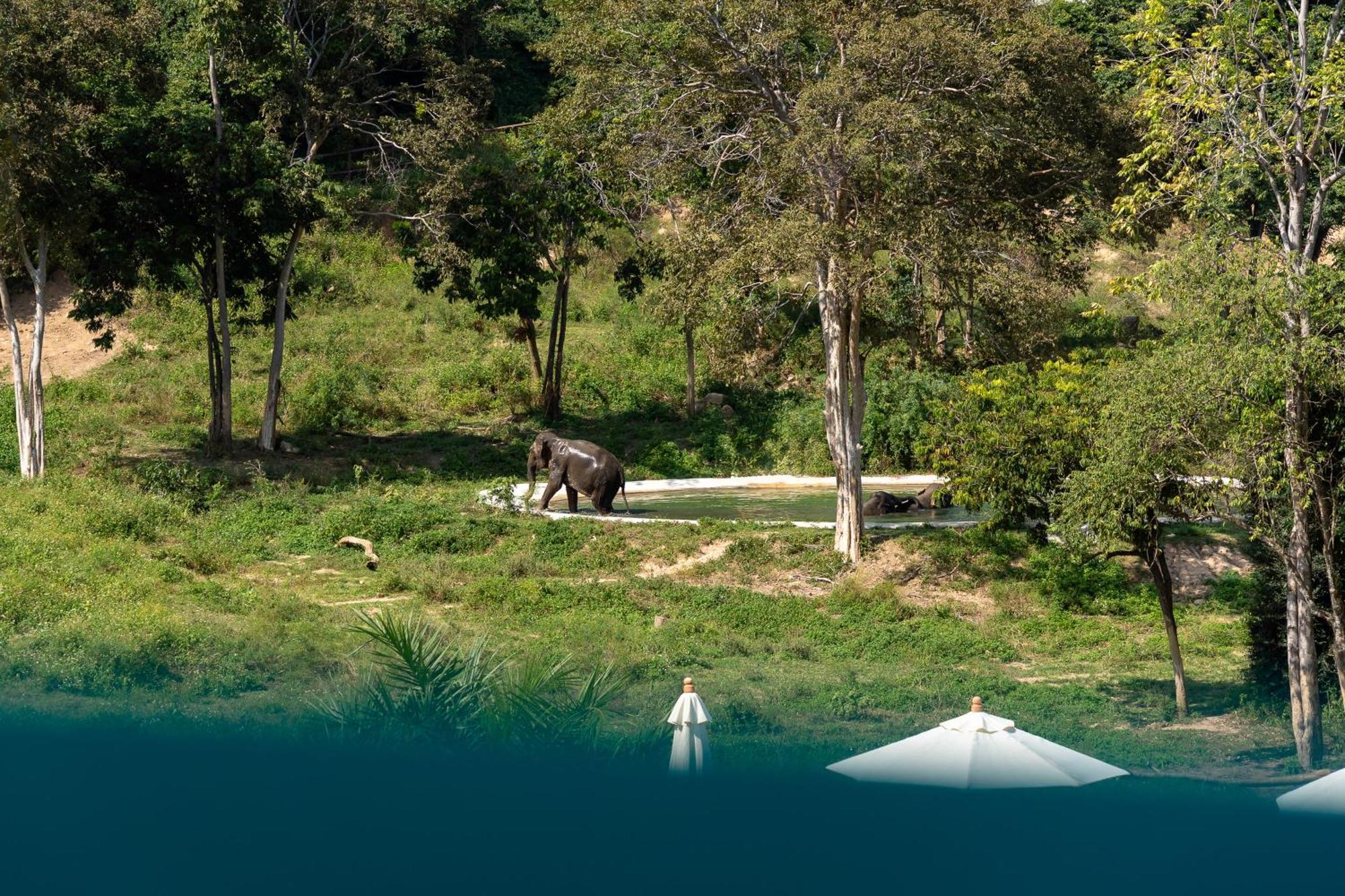 Wild Cottages Elephant Sanctuary Resort Amphoe Koksamui Exteriör bild