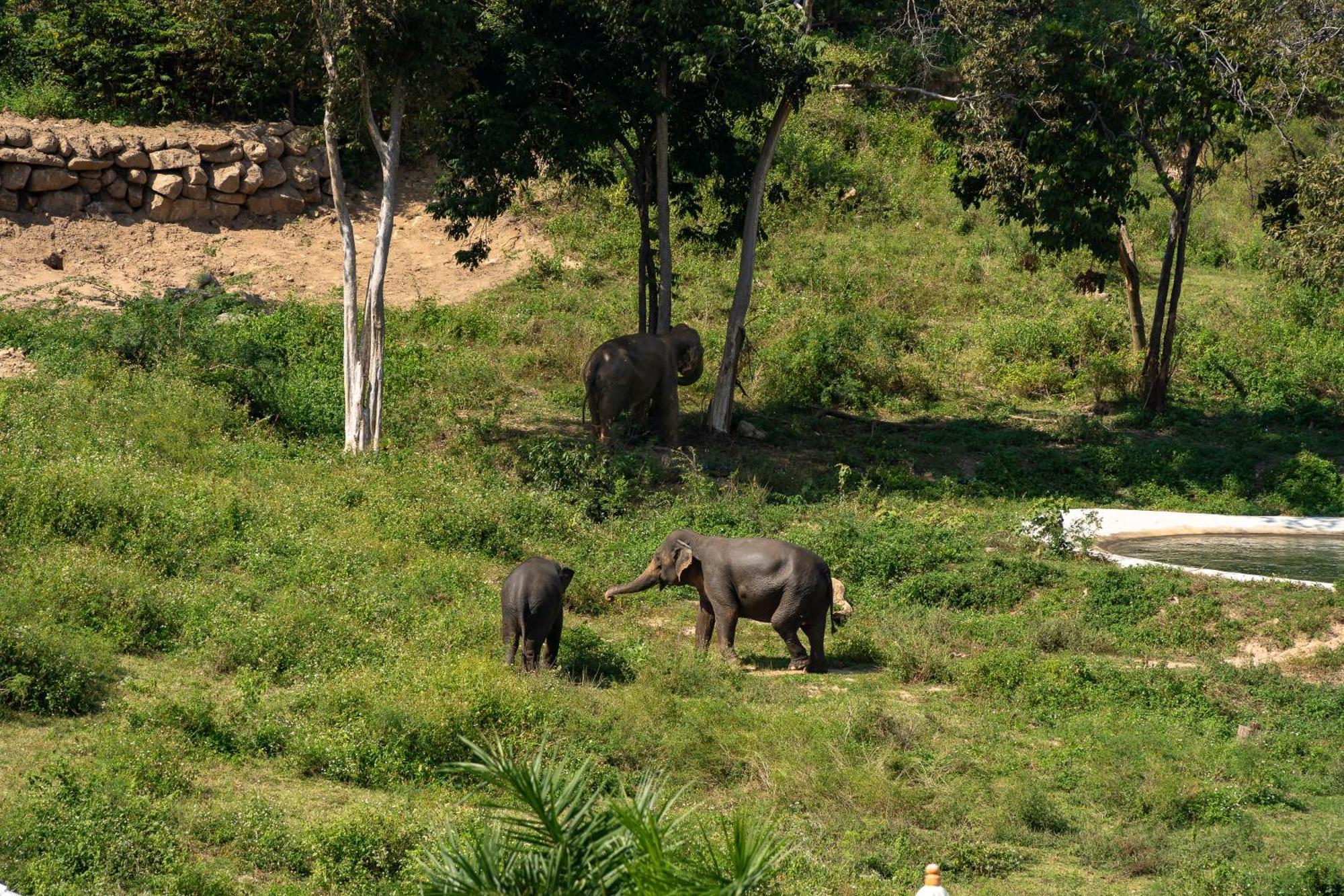 Wild Cottages Elephant Sanctuary Resort Amphoe Koksamui Exteriör bild