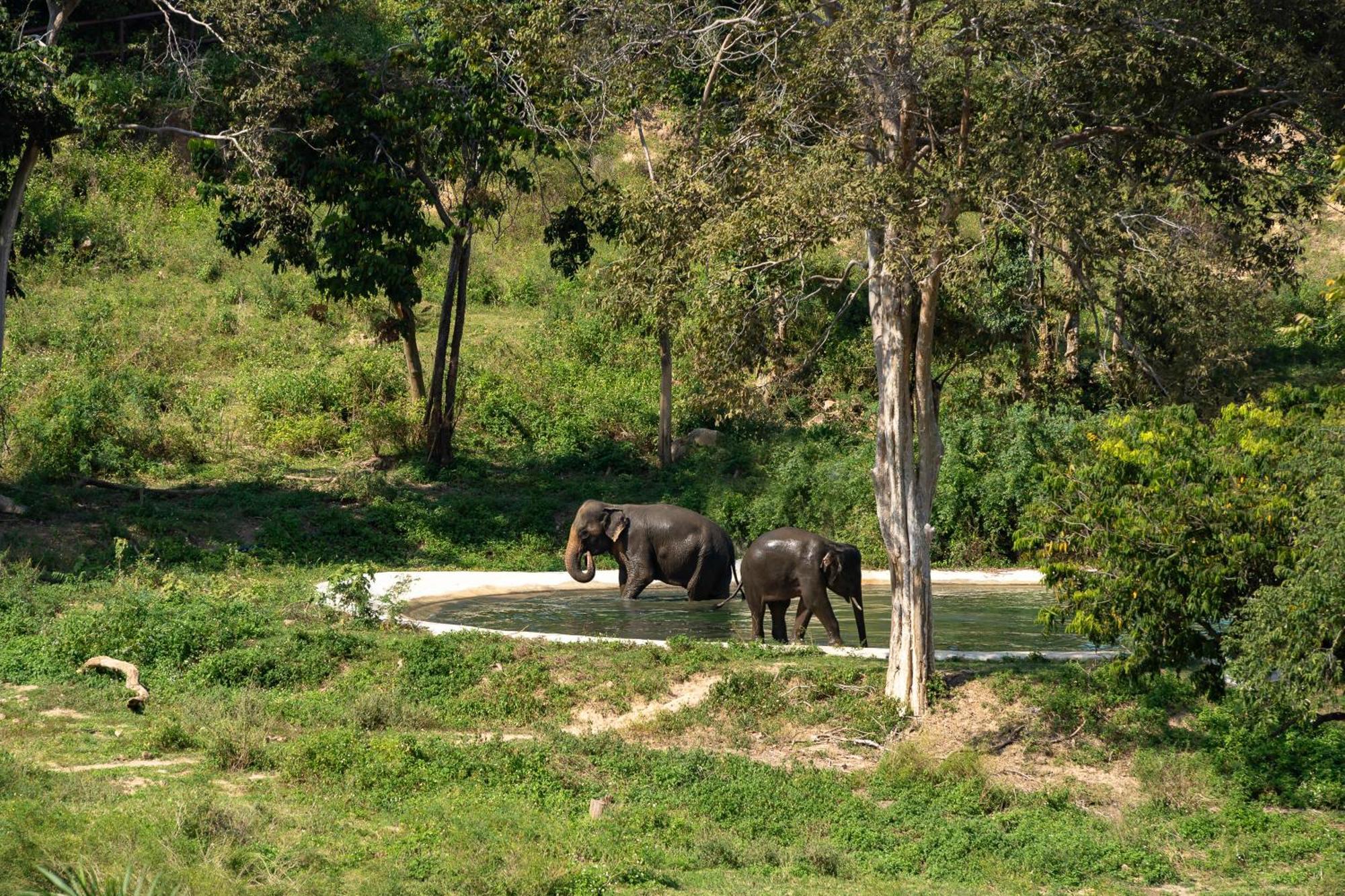 Wild Cottages Elephant Sanctuary Resort Amphoe Koksamui Exteriör bild