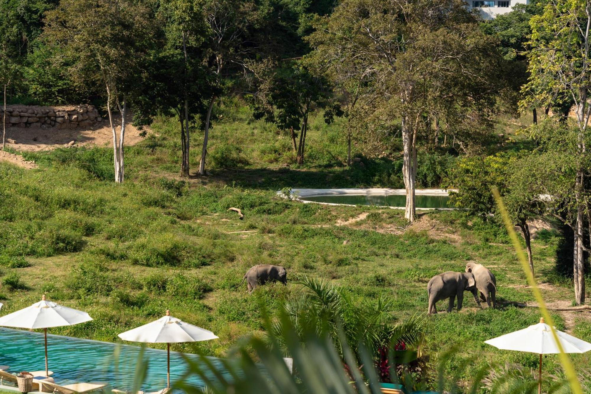 Wild Cottages Elephant Sanctuary Resort Amphoe Koksamui Exteriör bild