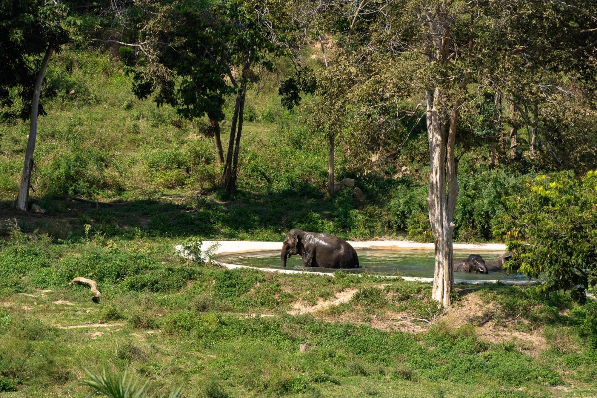 Wild Cottages Elephant Sanctuary Resort Amphoe Koksamui Exteriör bild
