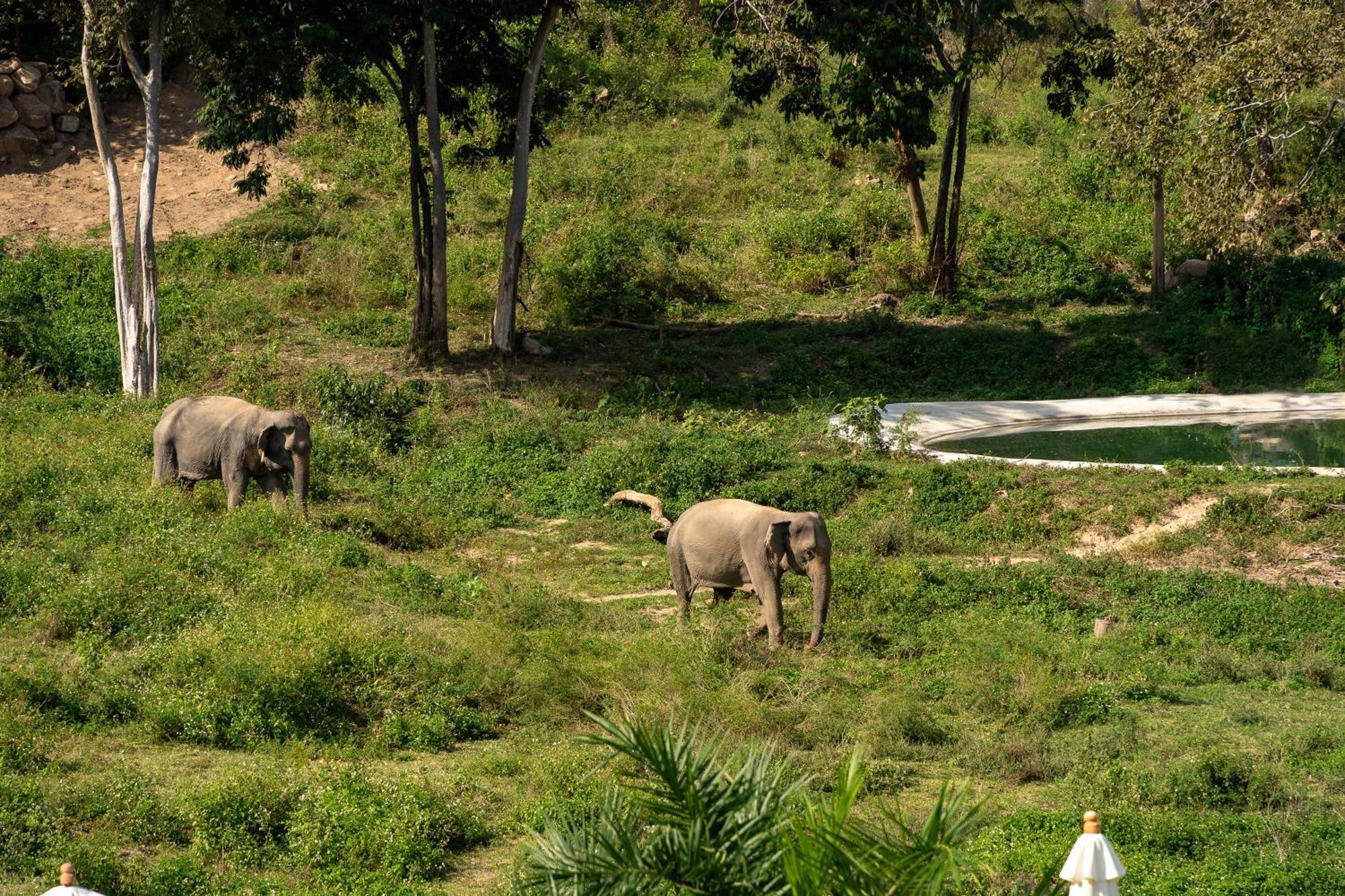 Wild Cottages Elephant Sanctuary Resort Amphoe Koksamui Exteriör bild
